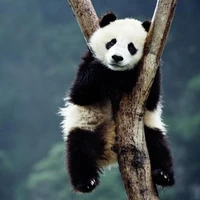 Rendong Liang's profile picture